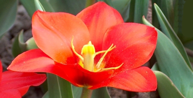 tulipa_170